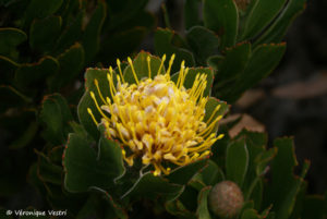 Coussin d’épines jaune (Afrique du Sud)