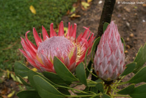 Protea (Afrique du Sud)