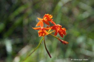 Orchidée epidendrum (Costa Rica)
