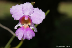 Orchidée sopralia (Costa Rica)