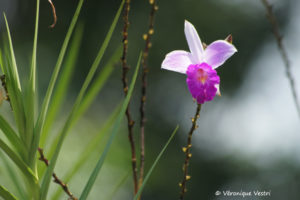 Orchidée bambous (Costa Rica)