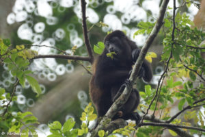 Singe hurleur (Costa Rica)