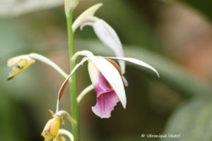Orchidée phaius (Costa Rica)