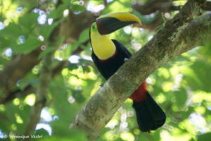 Toucan Swainson (Costa Rica)
