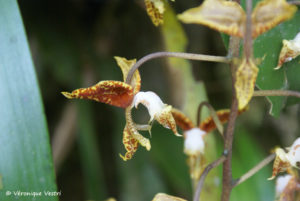 Orchidée (Equateur)