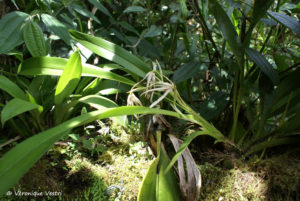 Equateur (Orchidée)
