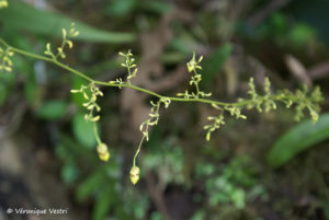 Orchidée (Equateur)