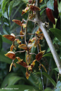 Orchidée (Equateur)