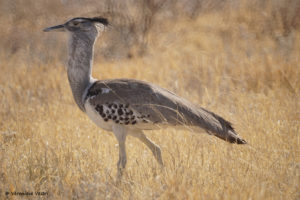 Outarde kori (Botswana)