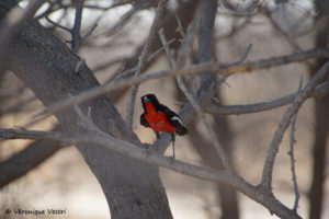 Gonolek rouge et noir (Botswana)
