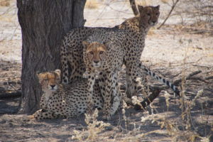 Guépards (Botswana)