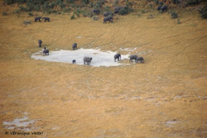 Okavango, éléphants (Botswana)