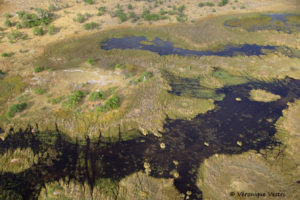 Okavango (Botswana)