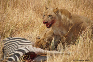 botswana_2437_Okavango_Moremi_Lionne_proie_zebre