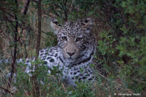 Jeune léopard 14 mois (Botswana)