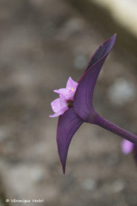 Orchidée (Madagascar)