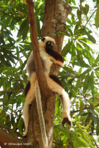 Sifaka (Madagascar)