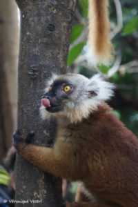 Maki macaco, femelle (Madagascar)