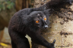 Maki Macaco, mâle (Madagascar)